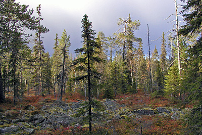 Riistalle ja luonnon virkistyskäytölle arvokas luontokohde Savukoskella 2007 © Eero Niku-Paavo