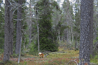 Suomenpystykorva hakulenkillä © Eero Niku-Paavo 2015