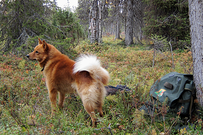 Kaupallistuvaa metsästystä ihmettelevä suomenpystykorva © Eero Niku-Paavo 2015